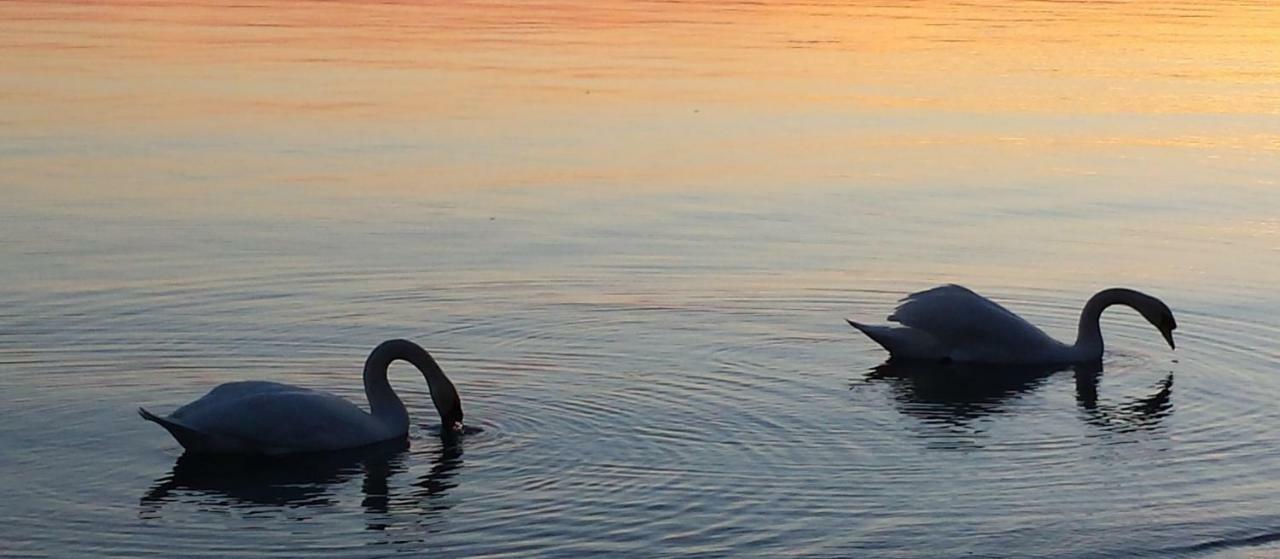 I Tulipani Di Anna Leilighet Castiglione del Lago Eksteriør bilde