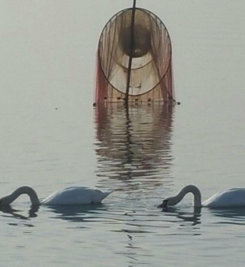I Tulipani Di Anna Leilighet Castiglione del Lago Eksteriør bilde